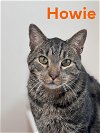 adoptable Cat in willow grove, PA named Howie, Willow Grove PA (FCID 04/12/2024-143)