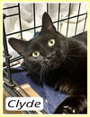 adoptable Cat in Willow Grove, PA named Clyde, Willow Grove (FCID 04/16/2024-104)