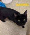 adoptable Cat in willow grove, PA named Gabriel, Willow Grove PA (FCID 04/16/2024-114)