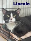 adoptable Cat in willow grove, PA named Lincoln, Willow Grove PA (FCID 04/12/2024-107)