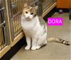 adoptable Cat in  named Dora, Levittown PetSmart (FCID 4/9/24-124)