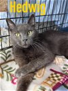 adoptable Cat in , PA named Hedwig, Willow Grove PA (FCID 03/12/2024-136)