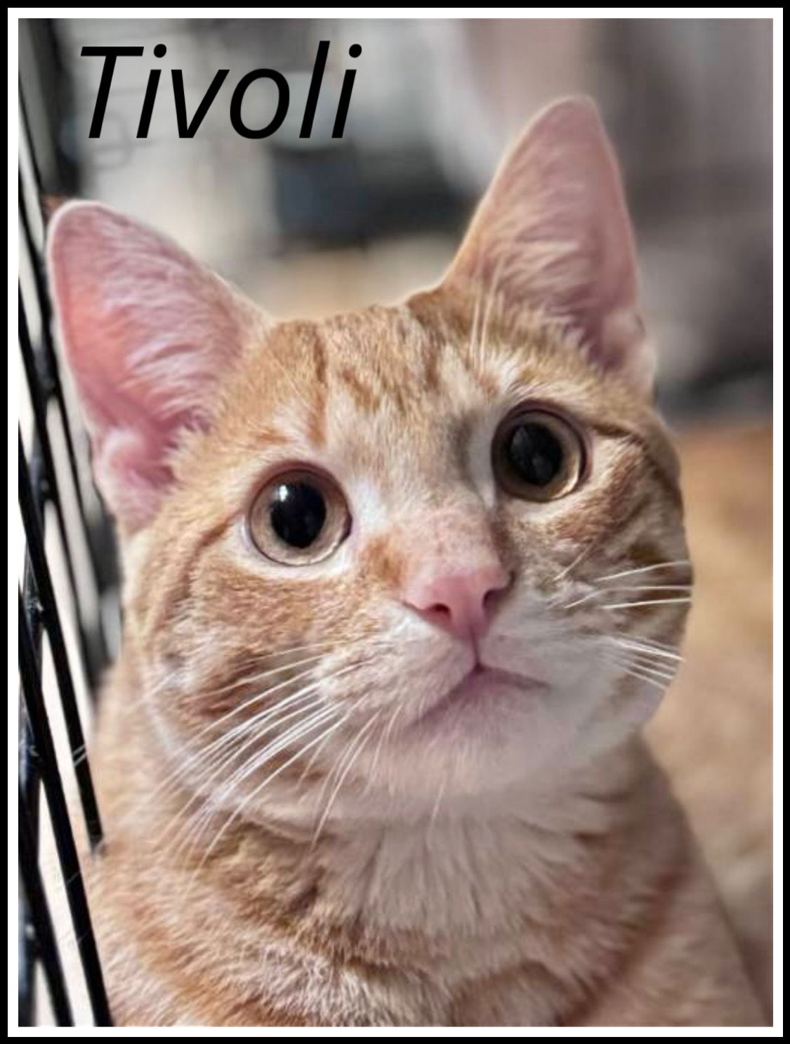 adoptable Cat in Willow Grove, PA named Tivoli, Willow Grove, PA (FCID 04/23/2024-124