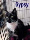 adoptable Cat in  named Gypsy, Willow Grove PA (FCID 04/23/2024-105)