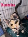 adoptable Cat in  named Thumbelina, Willow Grove PA (FCID 04/25/2024-109)