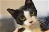 adoptable Cat in  named June Bug, Willow Grove PA (FCID 04/25/2024-104)