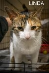 adoptable Cat in marcus hook, AR named Linda (FCID# 05/06/2024 - 11 Trainer)