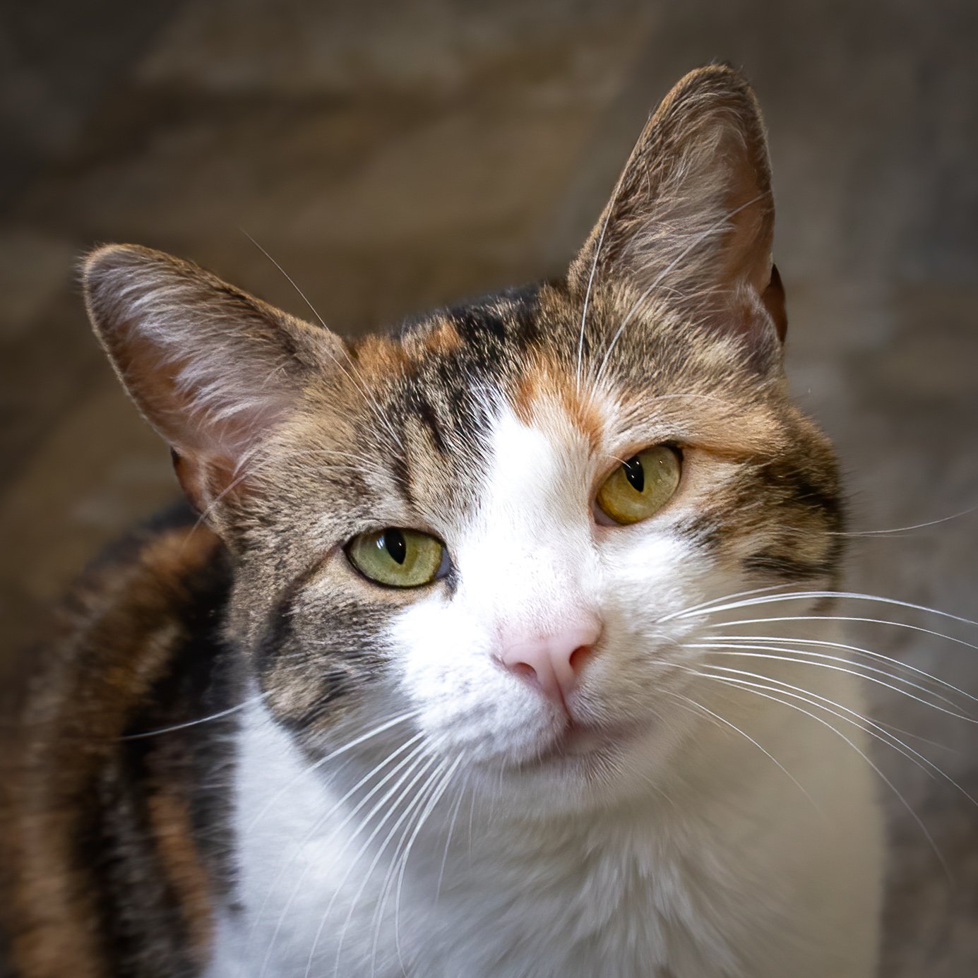 adoptable Cat in Marcus Hook, PA named Linda (FCID# 05/06/2024 - 11 Trainer)
