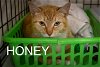 adoptable Cat in , DE named Honey (FCID# 05/06/2024 - 14 Millsboro PS)