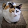 adoptable Cat in , PA named Ellie (FCID# 05/06/2024 - 9 Trainer)