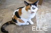 adoptable Cat in  named Ellie (FCID# 05/06/2024 - 9 Trainer)