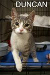 adoptable Cat in wilmington, IL named Duncan (FCID# 05/06/2024 - 42)
