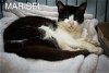 adoptable Cat in marcus hook, AR named Maribel (FCID# 05/08/2024 - 22 Trainer)