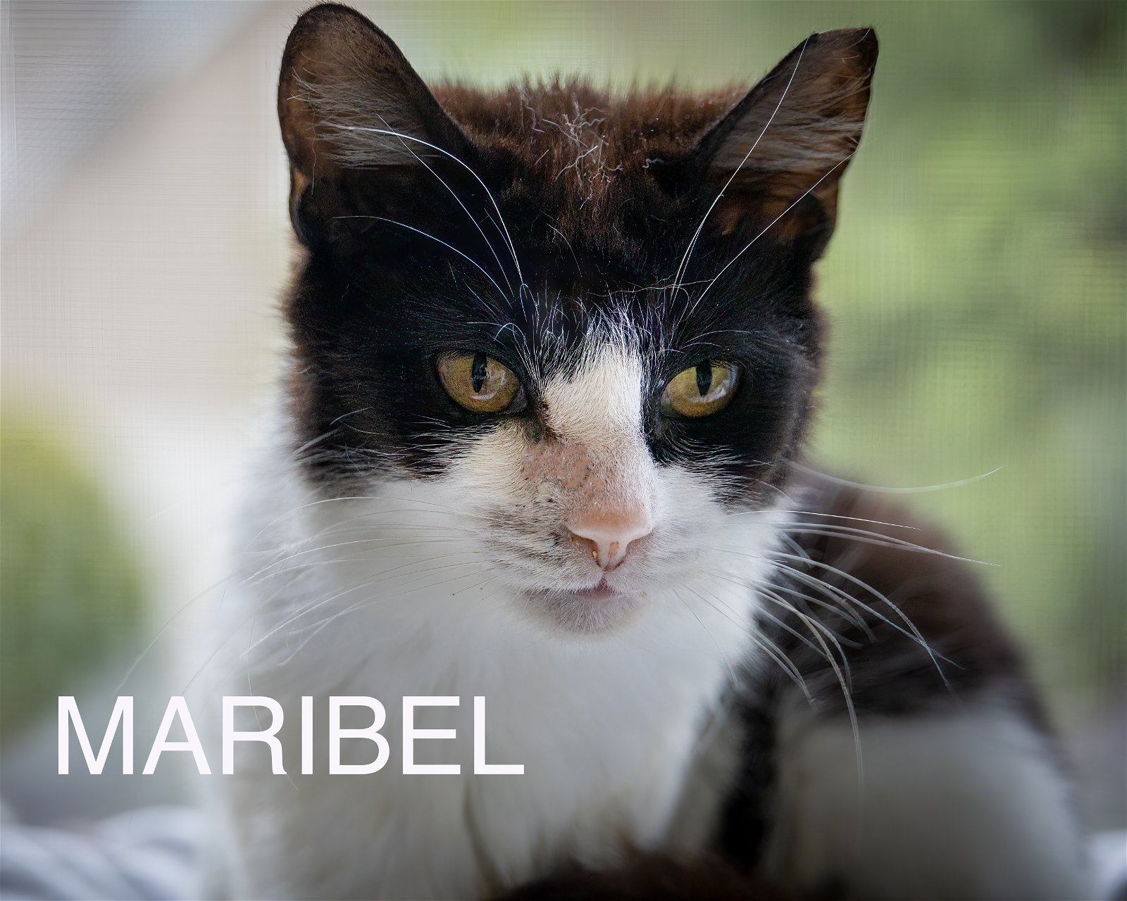 adoptable Cat in Marcus Hook, PA named Maribel (FCID# 05/08/2024 - 22 Trainer)