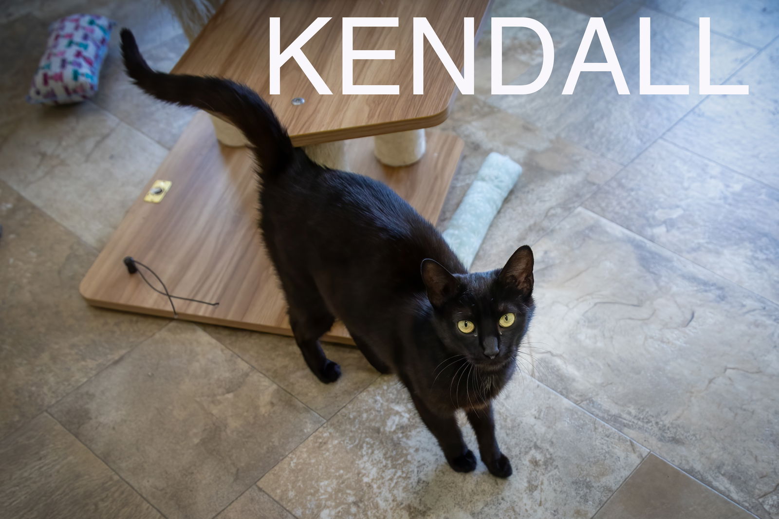 adoptable Cat in Marcus Hook, PA named Kendall (FCID# 05/09/2024 - 48 Trainer) C