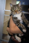 adoptable Cat in Marcus Hook, PA named Rocky (FCID# 01/03/2022 - 82 Trainer)