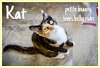 adoptable Cat in , DE named Kat (FCID# 05/15/2024 - 21 Millsboro PetSmart) C