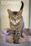 adoptable Cat in Wilmington, DE named Corrine (FCID# 05/16/2924 - 26 Brandywine PS)