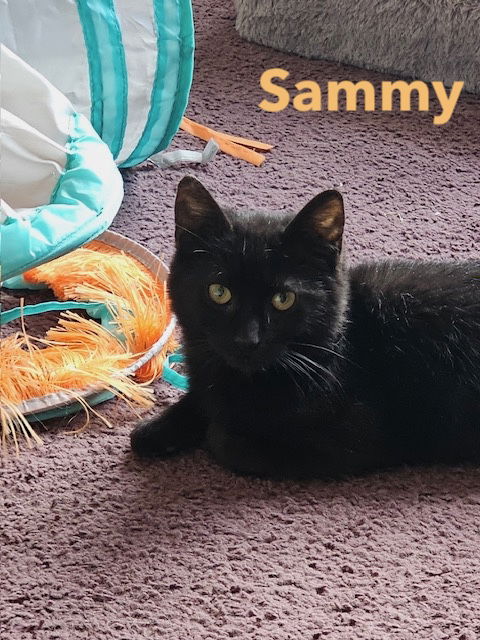 adoptable Cat in Willow Grove, PA named Sammy, Willow Grove Area FCID 03/29/2024-124)