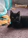 adoptable Cat in Willow Grove, PA named Sammy, Willow Grove Area FCID 03/29/2024-124)