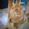 adoptable Cat in Marcus Hook, PA named Manger (FCID# 05/06/2024 - 36 Trainer) C