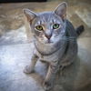 adoptable Cat in Marcus Hook, PA named Sleepy (FCID# 05/22/2024 - 55 Trainer) C