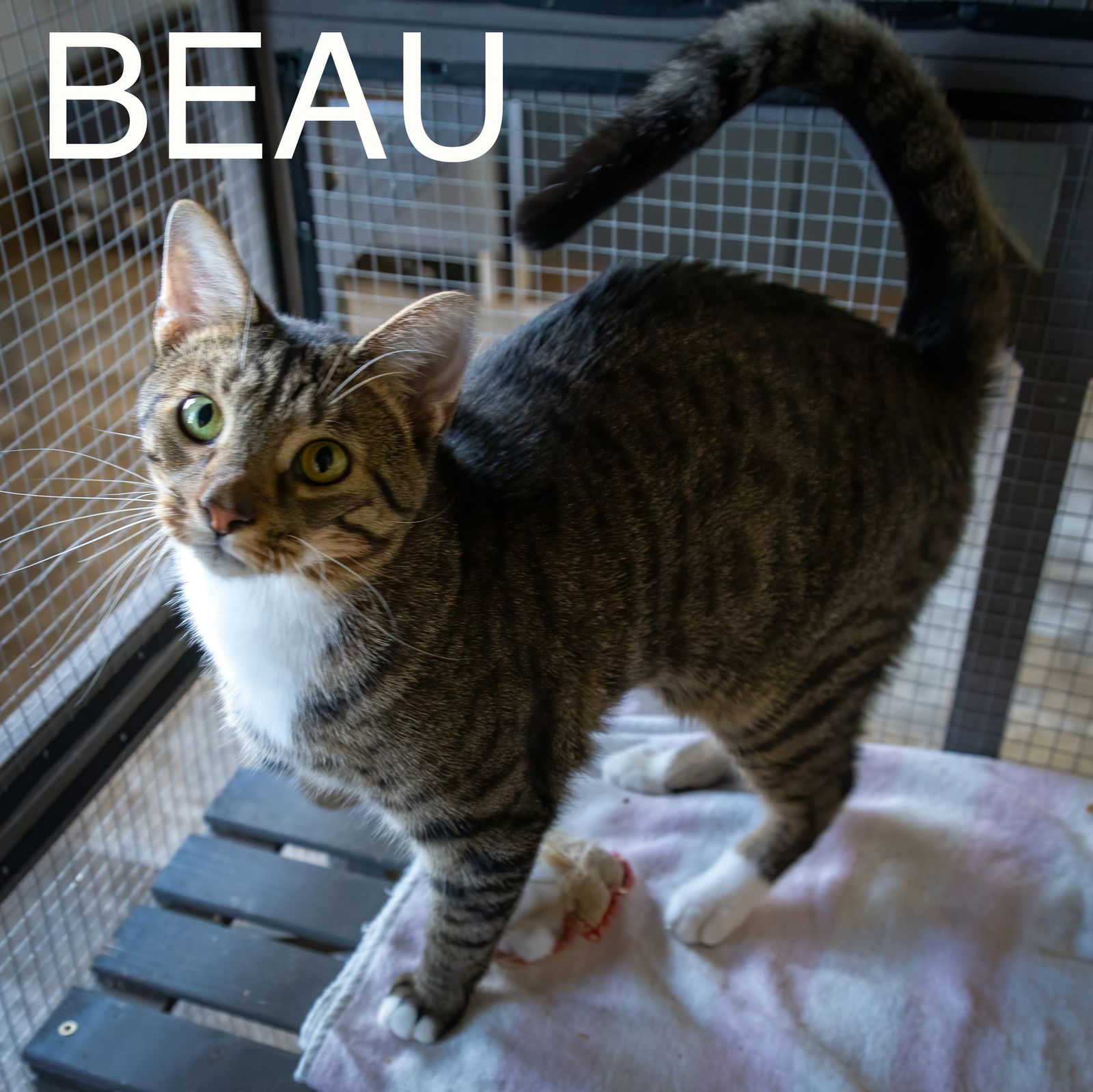 adoptable Cat in Marcus Hook, PA named Beau (FCID# 05/20/2024 - 24 Trainer)