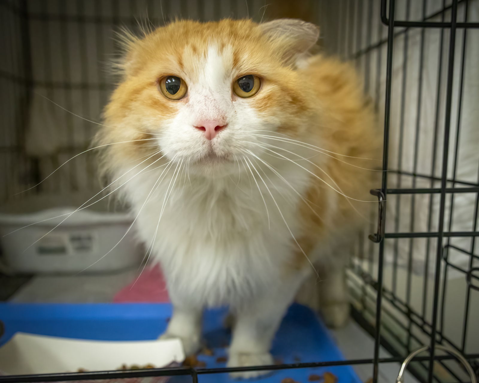 Cats for Adoption in Charlestown, Maryland | Alpha Paw