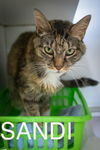 adoptable Cat in Marcus Hook, PA named Sandi (FCID# 05/20/2024 - 17 Trainer)