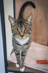 adoptable Cat in  named Kyle (FCID# 05/20/2024 - 16 Trainer) C