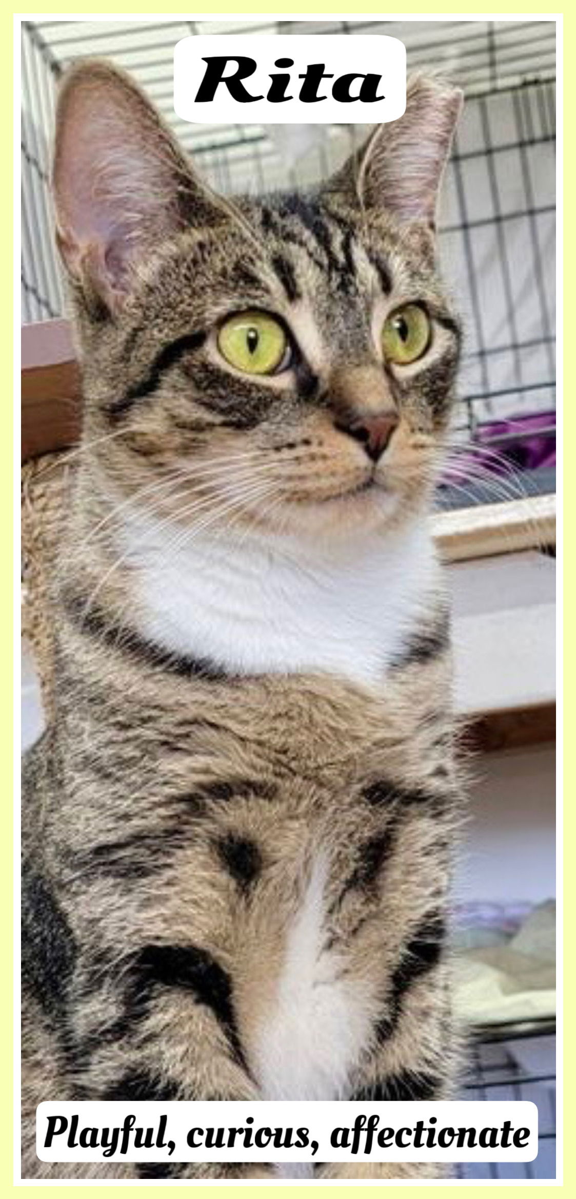 adoptable Cat in Willow Grove, PA named Rita Willow Grove, PA (FCID 05/09/2024-131)