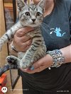 adoptable Cat in , PA named Elmo (FCID# 05/28/2024 - 157 Glen Mills PS)