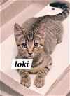 adoptable Cat in , DE named Loki (FCID# 05/23/2024 - 2 Brandywine PetSmart)