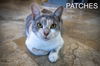 adoptable Cat in  named Patches (FCID# 6/05/2024 - 5 Brandywine PetSmart)