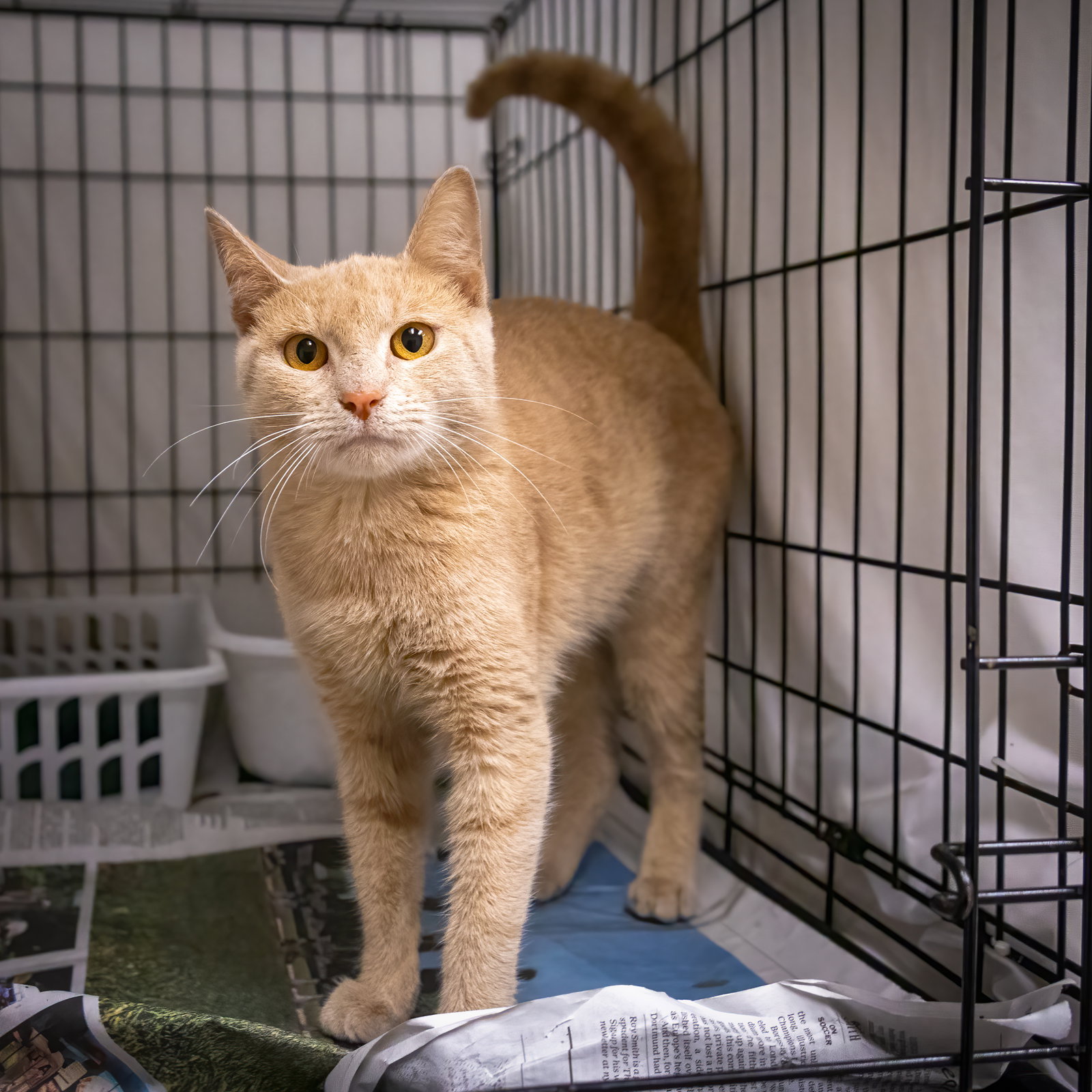 Cats for Adoption in Dover, Delaware Alpha Paw