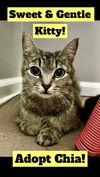 adoptable Cat in Willow Grove, PA named Chia, Willow Grove PA (FCID# 04/16/2024 – 123)