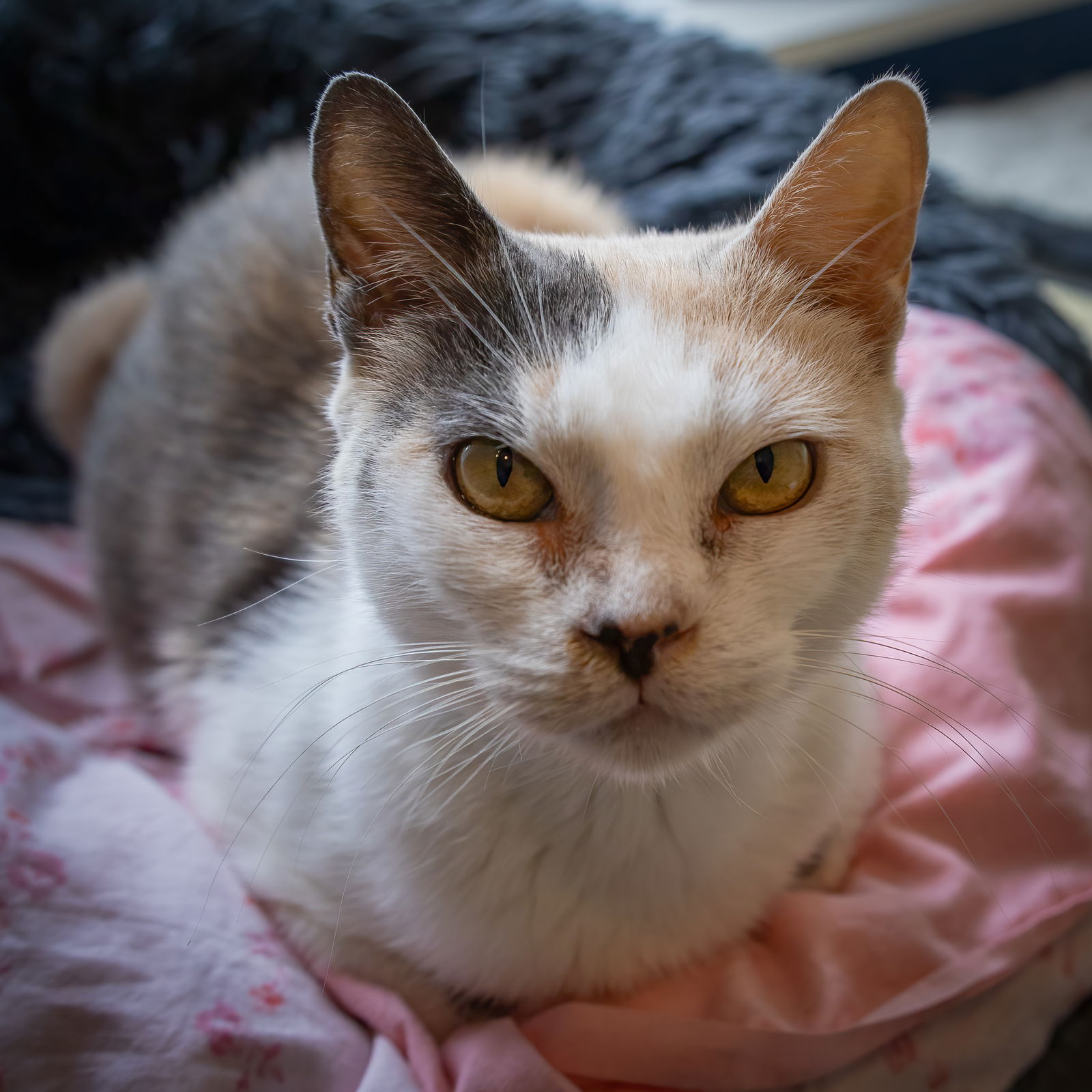 adoptable Cat in Brookhaven, PA named Bumpy (FCID# 06/05/2024 - 12 Brookhaven PS)