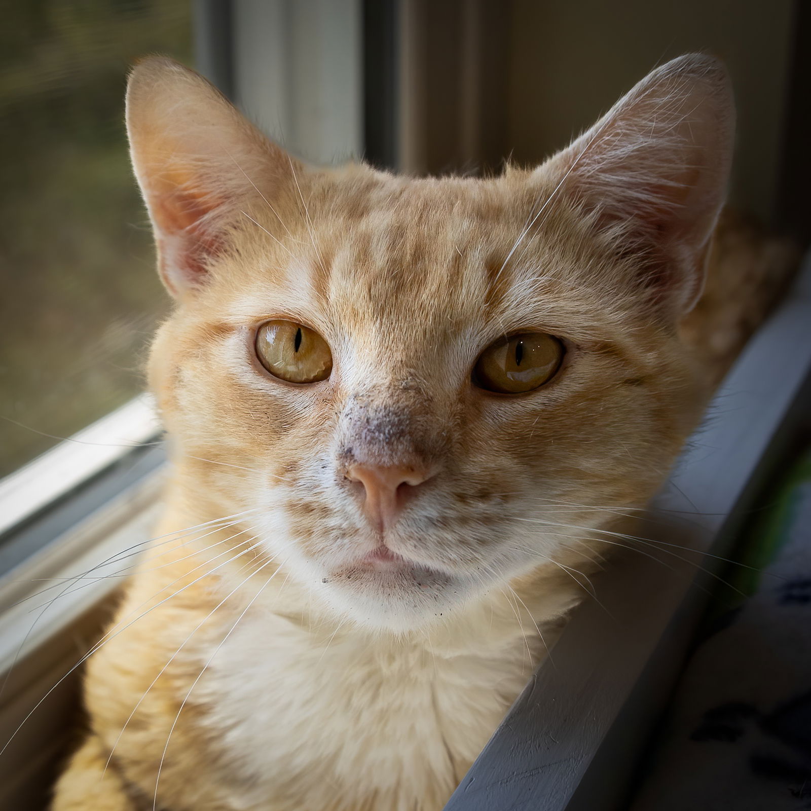 adoptable Cat in Glen Mills, PA named Marcus (FCID# 05/20/2024-38 Glen Mills PS) C