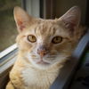 adoptable Cat in  named Marcus (FCID# 05/20/2024-38 Glen Mills PS) C