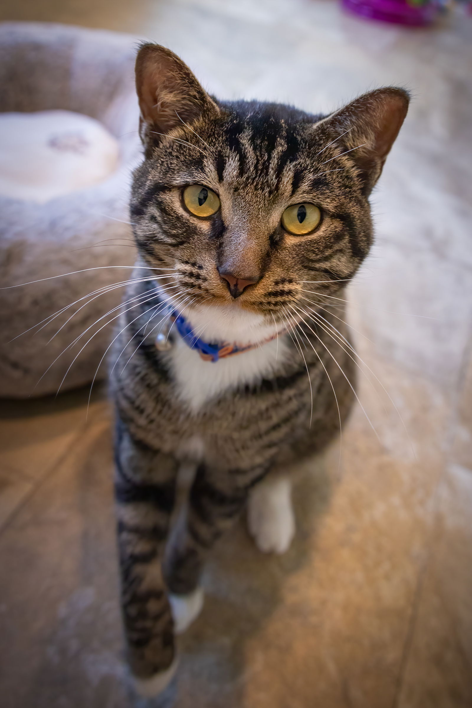 adoptable Cat in Marcus Hook, PA named Basil (FCID# 06/06/2024 - 22 Trainer)