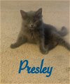 adoptable Cat in  named ​Presley DLH Willow Grove (FCID 5/22/24-81)