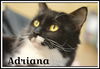 adoptable Cat in Willow Grove, PA named Adriana DMH Willow Grove (FCID 05/28/2024-102)