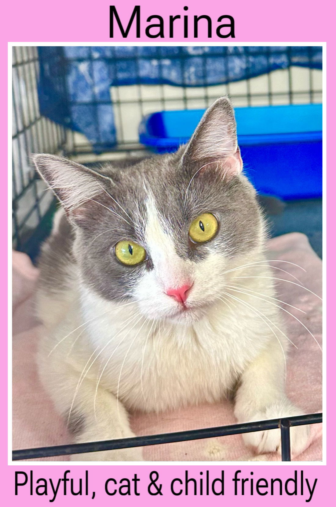 adoptable Cat in Willow Grove, PA named Marina, Willow Grove PA (FCID 05/21/2024-117)