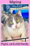 adoptable Cat in Willow Grove, PA named Marina, Willow Grove PA (FCID 05/21/2024-117)