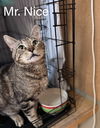 adoptable Cat in Willow Grove, PA named Mr. Nice, Willow Grove Area (FCID 05/28/2024-151)