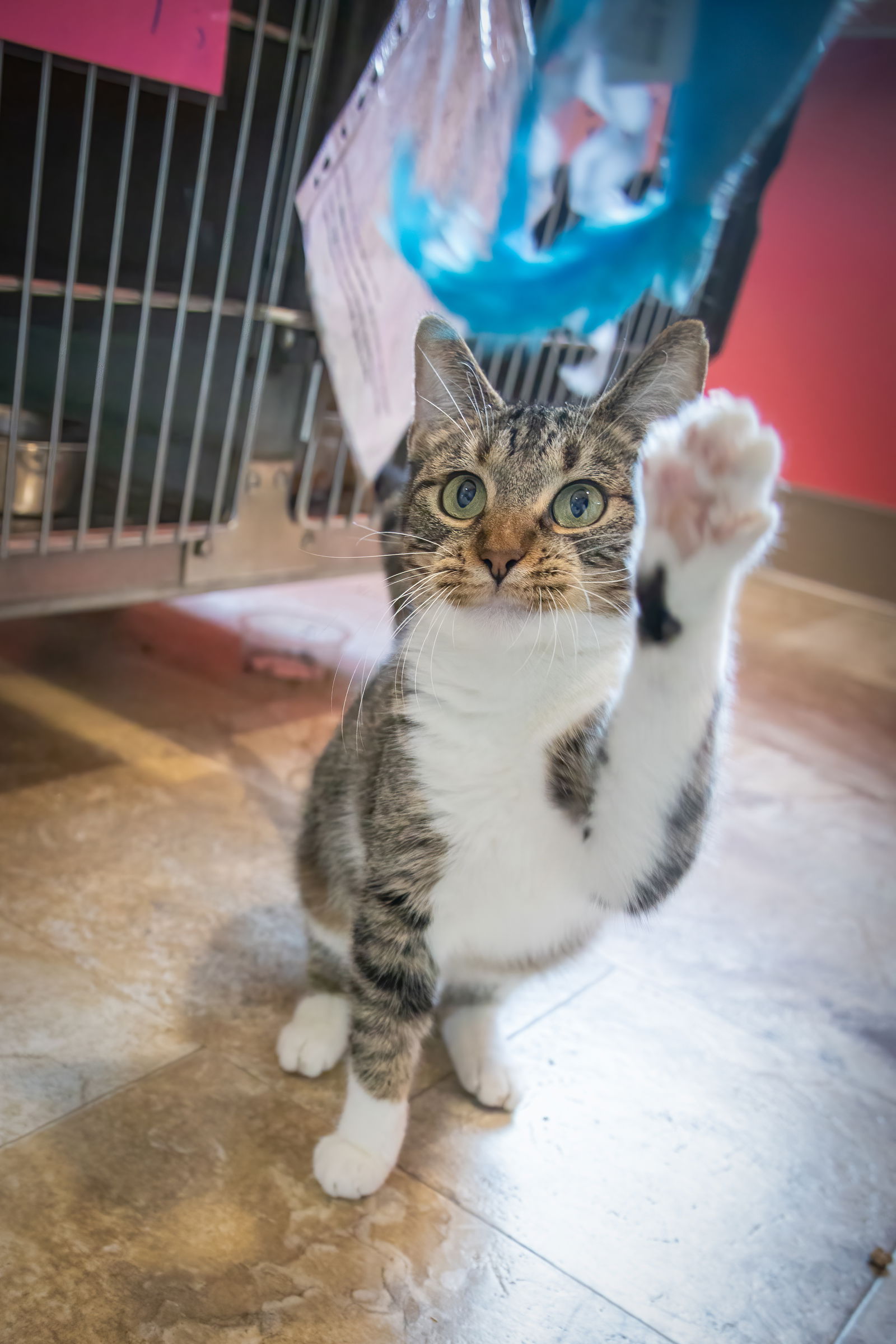 adoptable Cat in Marcus Hook, PA named Cindy (FCID# 06/12/2024 - 31 Trainer) C