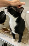 adoptable Cat in Millsboro, DE named Clyde (FCID# 05/01/2024 - 22 Millsboro PS) C