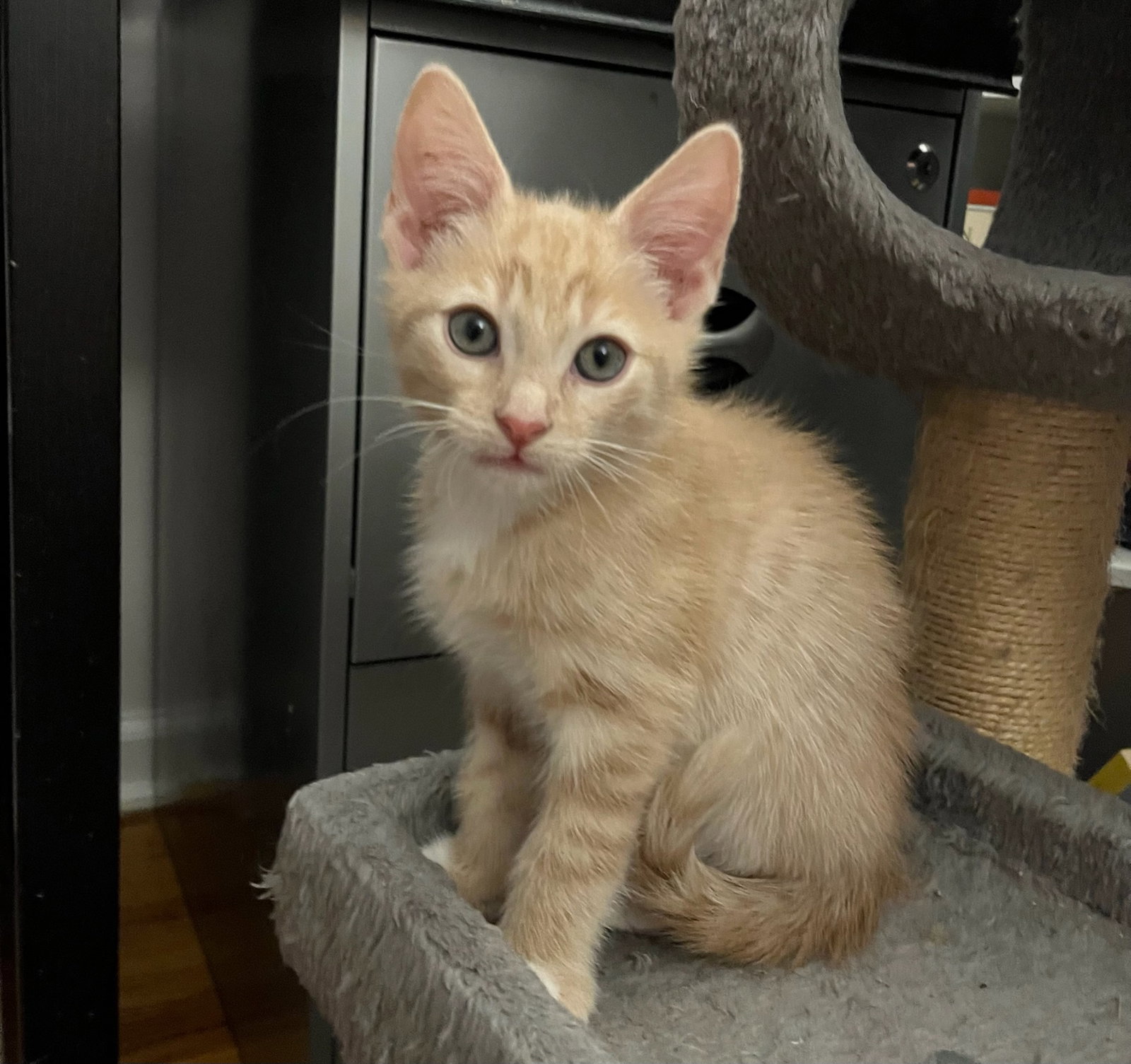 Cats for Adoption in Bear, Delaware Alpha Paw