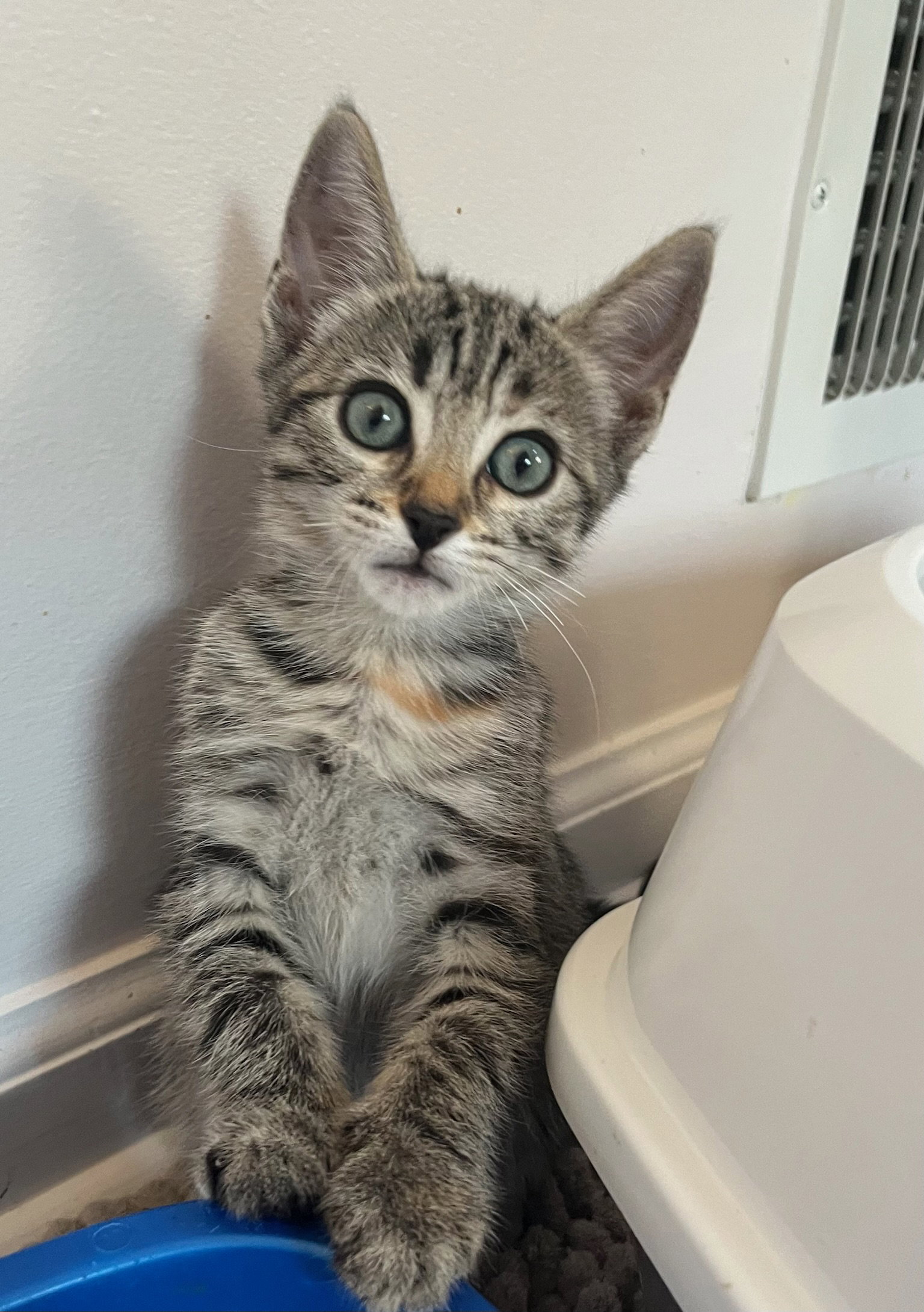 Cats for Adoption in Bear, Delaware Alpha Paw