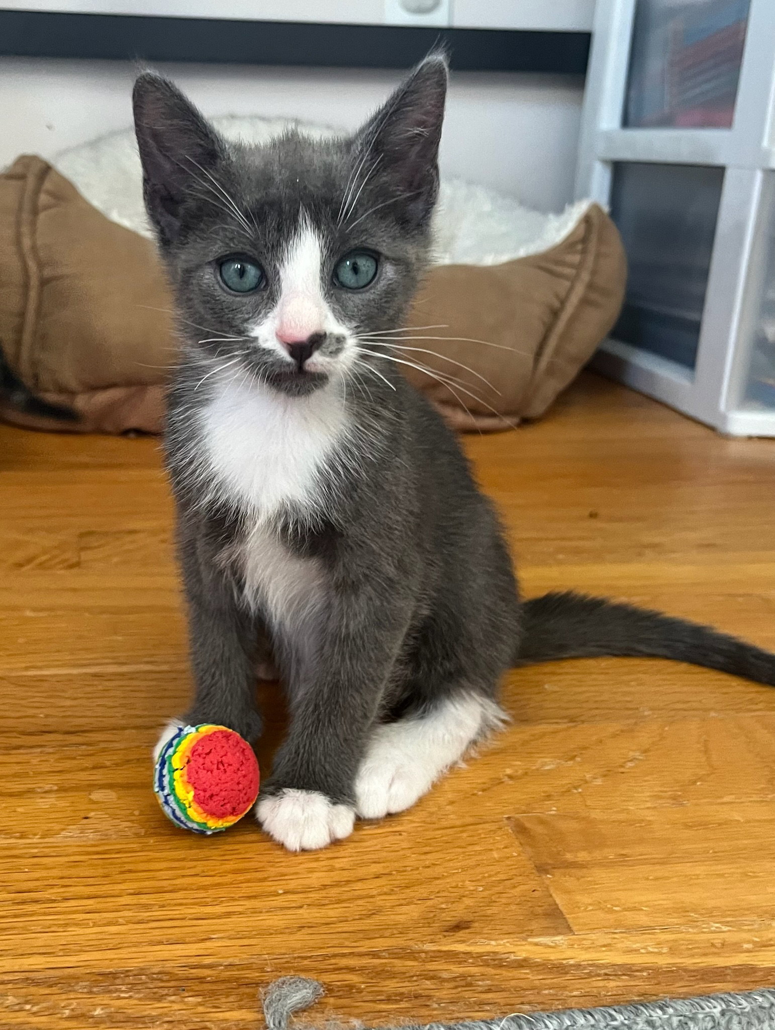 Cats for Adoption in Wilmington, Delaware Alpha Paw